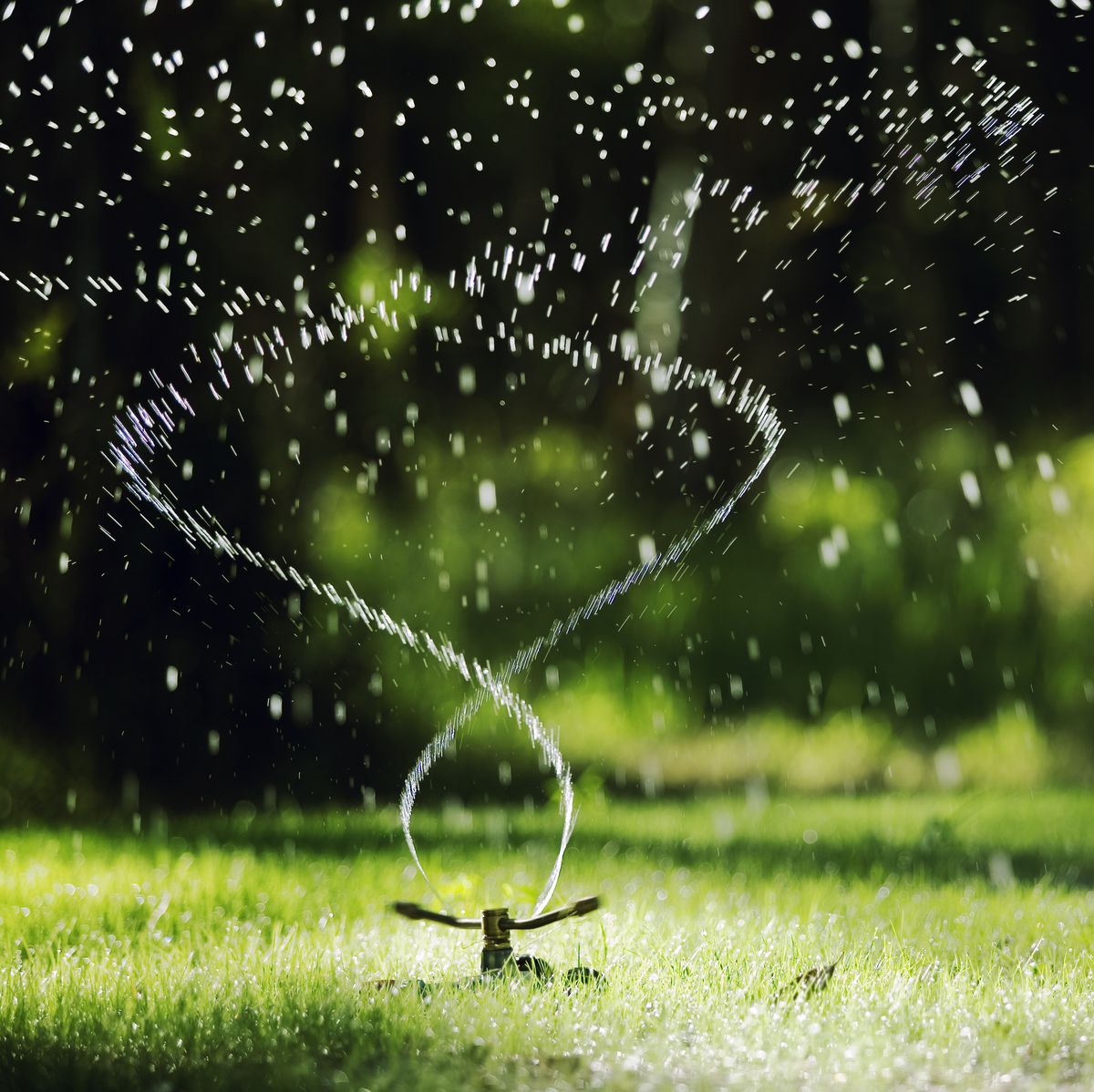 We Found the Best Time to Water Your Lawn