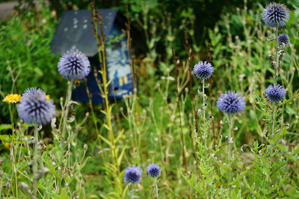 Charles Dowding's No Dig Gardening: From Weeds to Vegetables