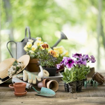 garden tools and spring flowers background