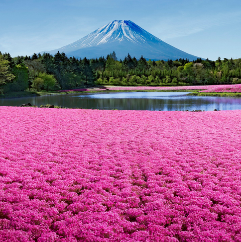 植物に癒される！日本の美しい庭園＆花畑