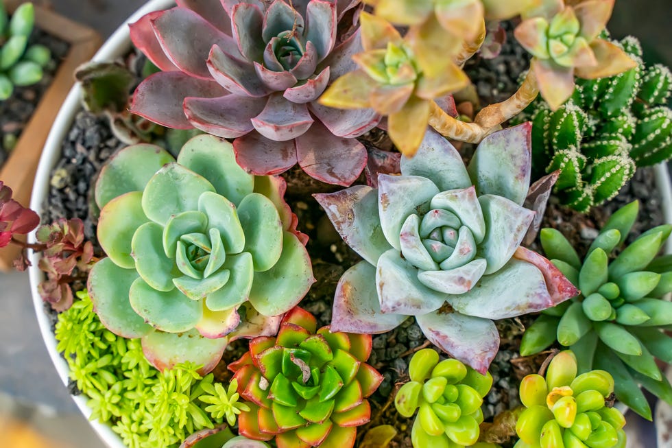 miniature succulent plants succulent cactus at the garden