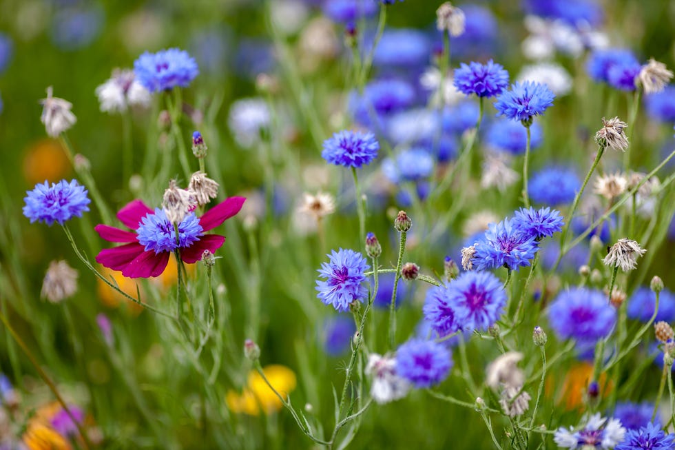 jardines de flores silvestres
