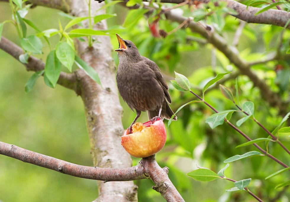pájaro comiendo fruta
