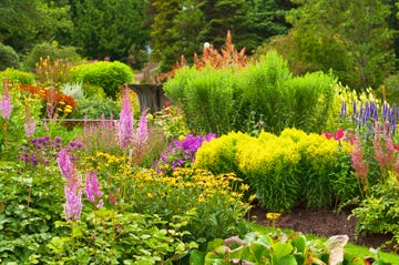 backyard garden with wildflowers
