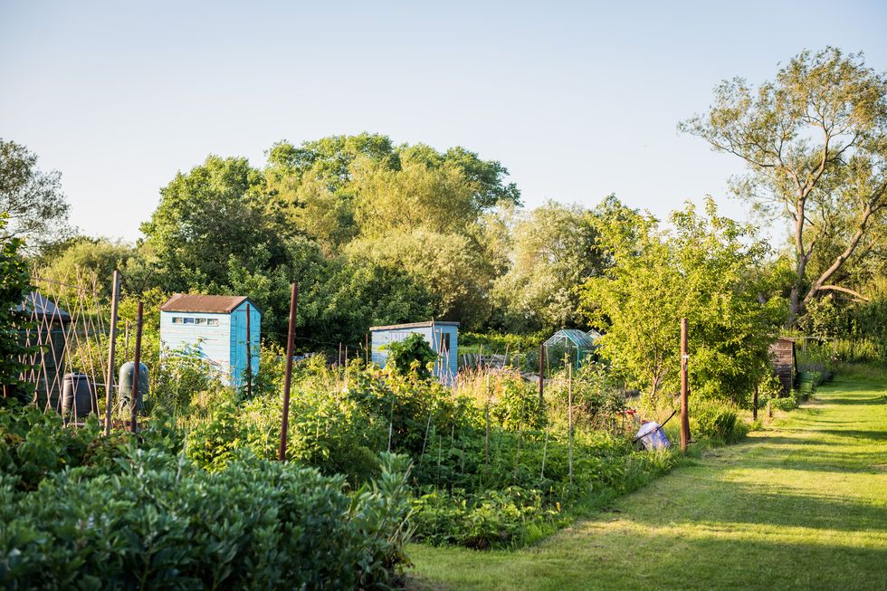 community garden allotments in the united kingdom showing plots and plants growing on a sunny summers day