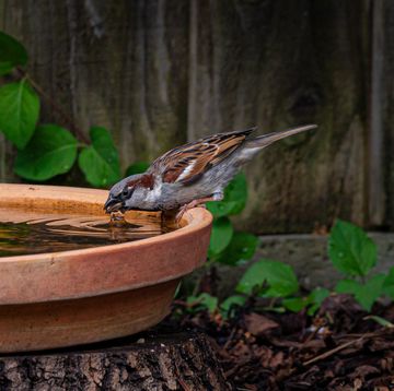 male house sparrow, passer domesticus, drinking water in residential garden