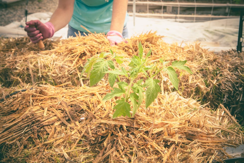 https://hips.hearstapps.com/hmg-prod/images/gardener-working-on-her-straw-bale-garden-tomato-royalty-free-image-1578702648.jpg?crop=0.66698xw:1xh;center,top&resize=980:*