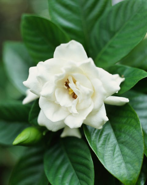 gardenia