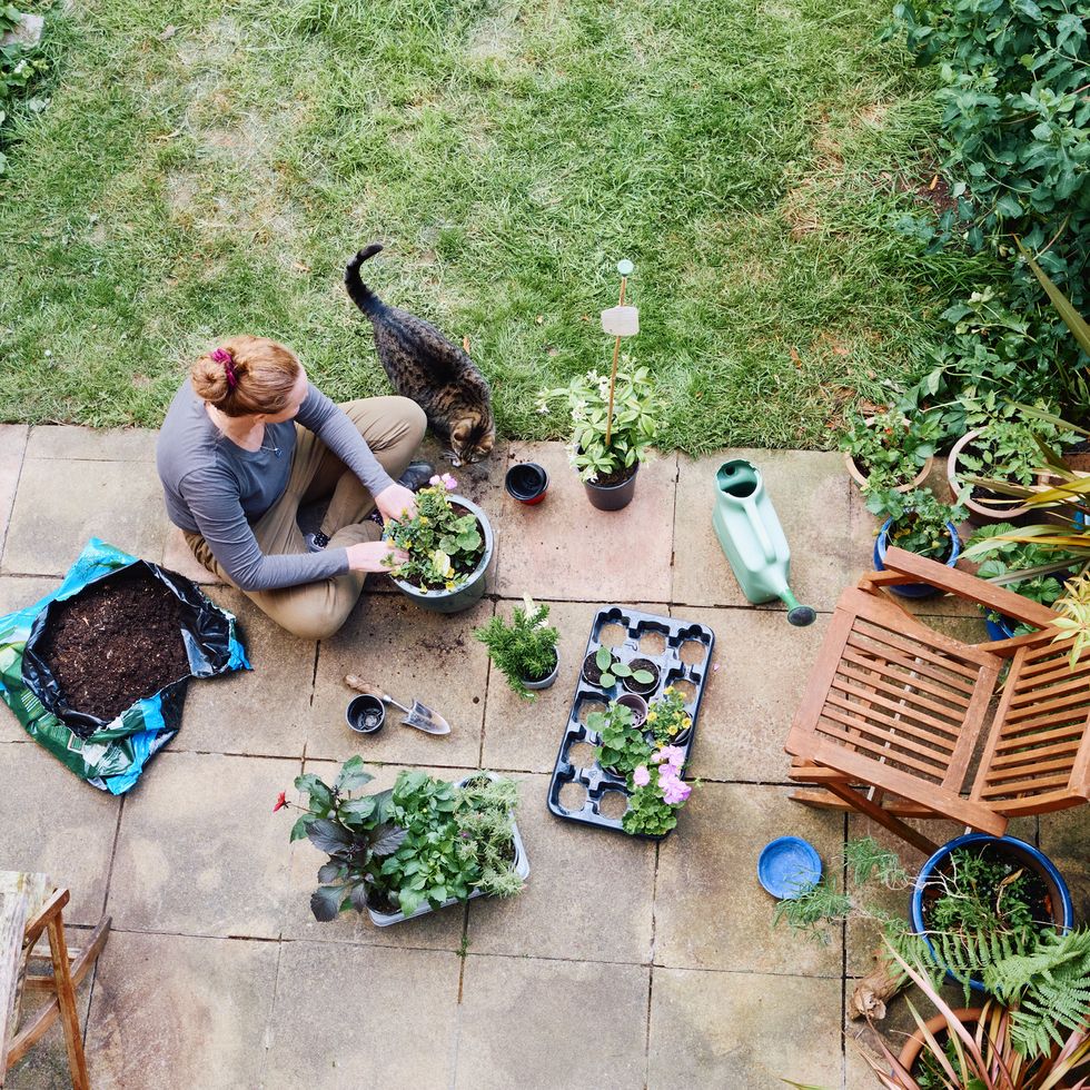 uk, essex, harlow, elevated view of a woman sitting on a patio in her garden potting plants in spring