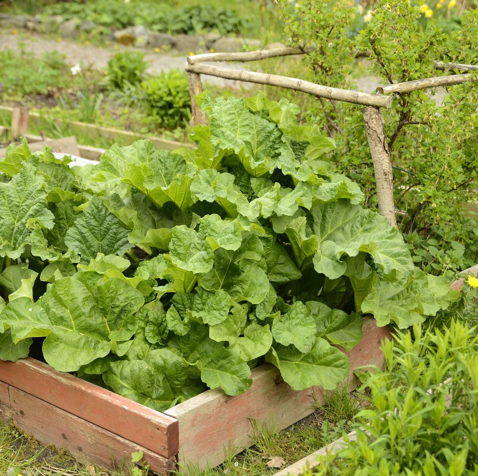 organic gardening on the allotment