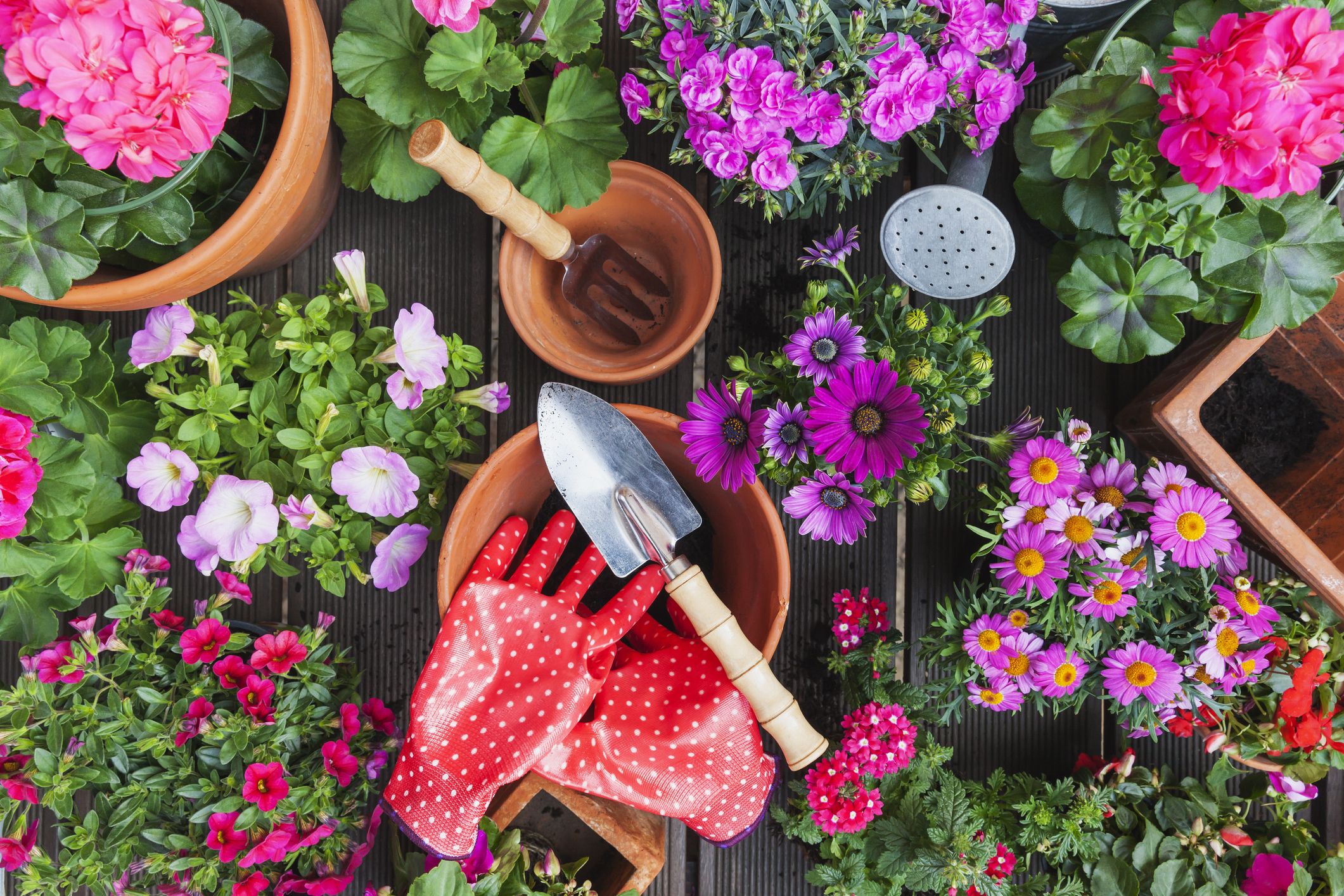 night-time, garden, multicolored flowers, flower pot