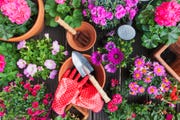 spring flowers