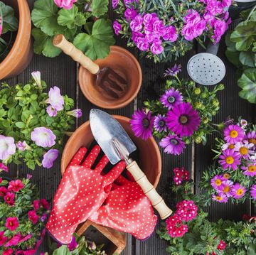 gardening, different spring and summer flowers, gardening tools on garden table