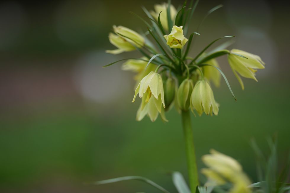 fritillaria raddeana perennial herbaceous bulbous plant distributed in iran, turkmenistan and kashmir genus fritillaria, in the lily family liliaceae sometimes referred to as dwarf crown imperial springtime