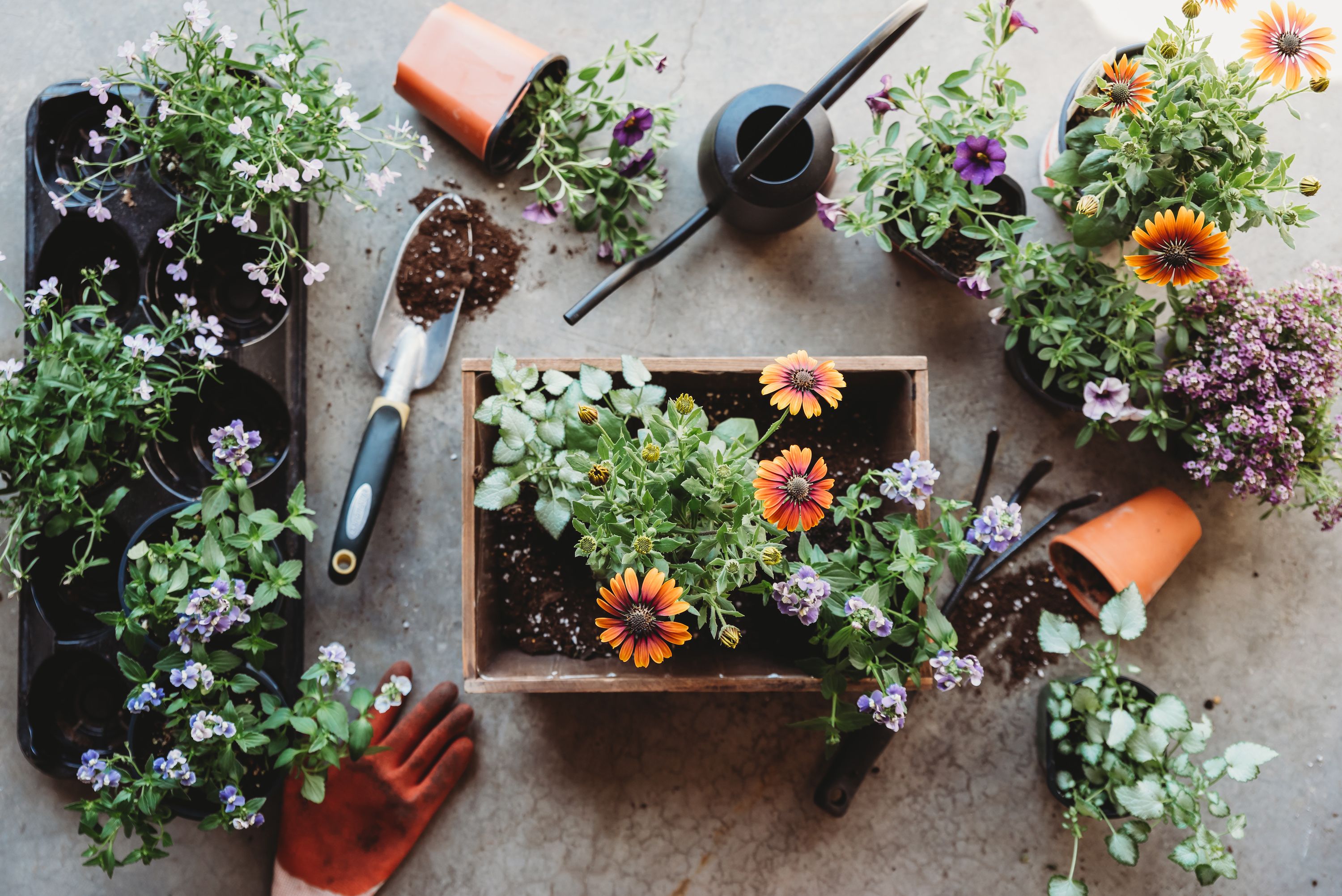 Gardening Kit For Beginners