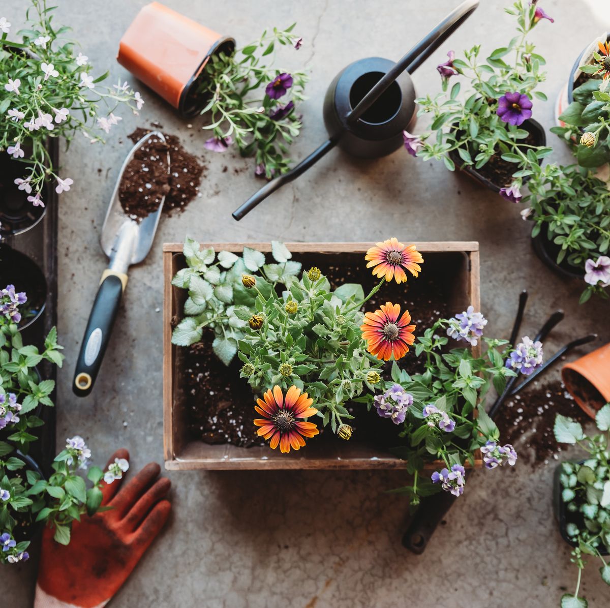 Container Gardening for Beginners
