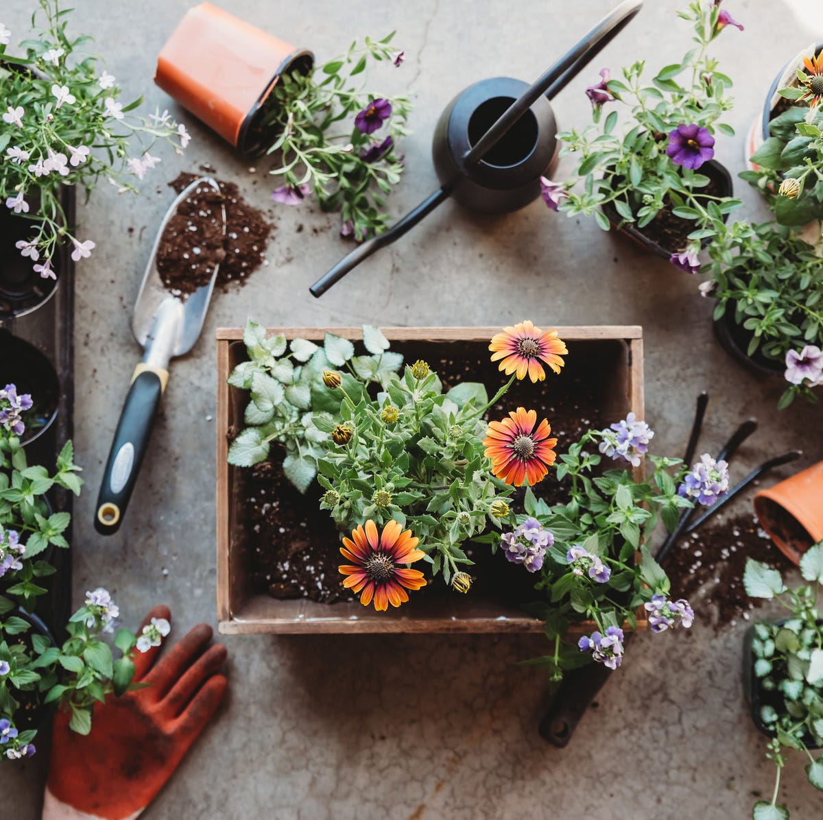 Gardening For Beginners