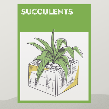 how to grow succulents