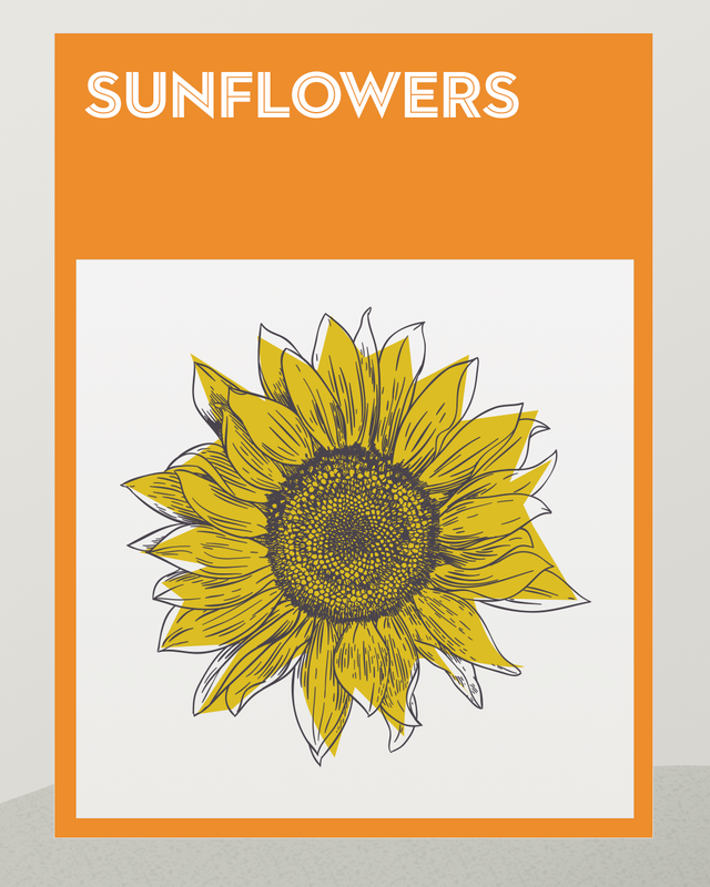 how to grow sunflowers