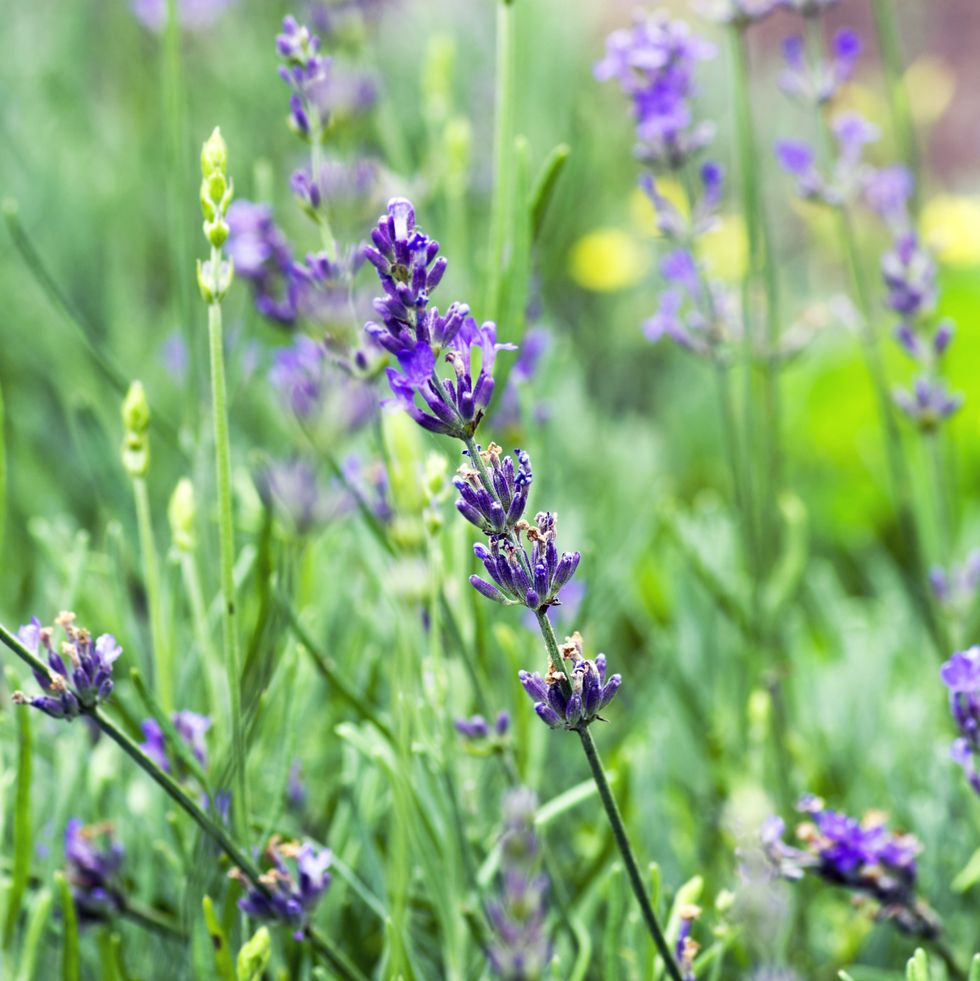 gardening jobs for april   lavender shrub