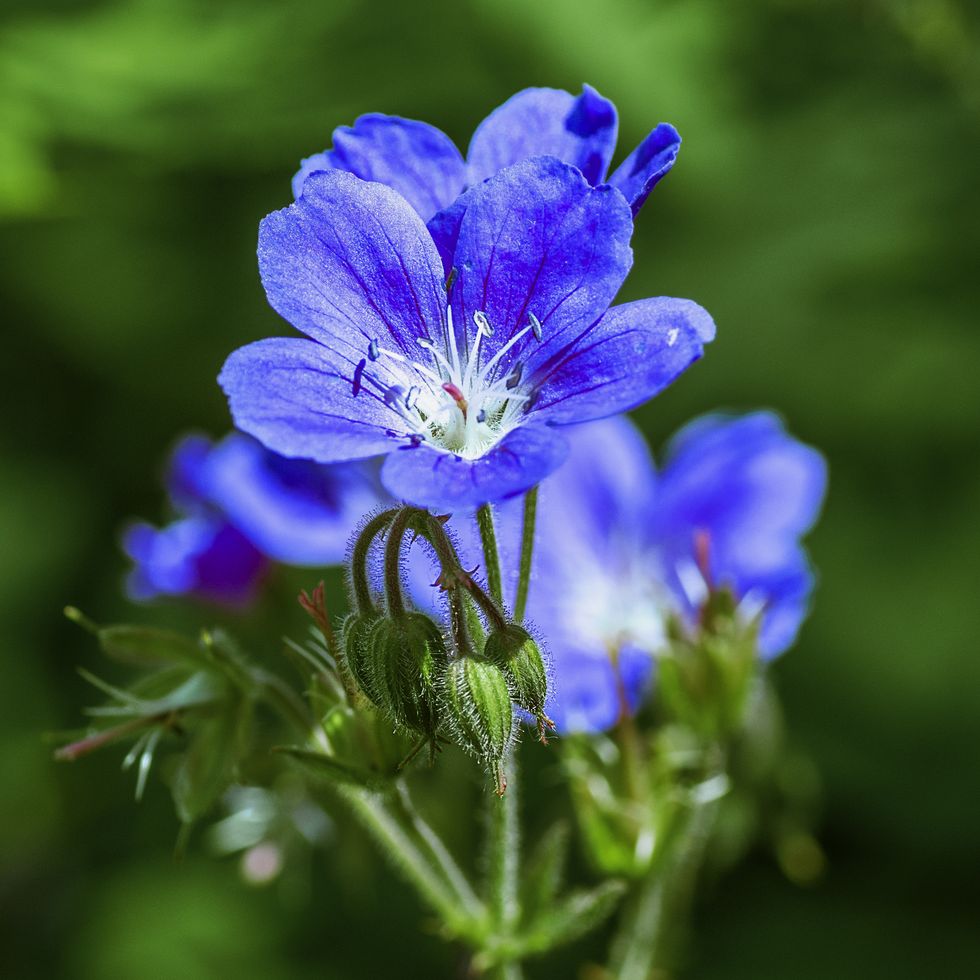 a close up shot of  a hardy, blue geranium mayflower growing in a shady part of the garden