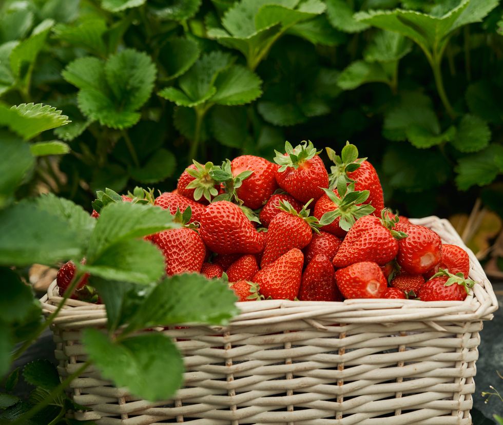 gardening jobs for june  harvesting strawberries