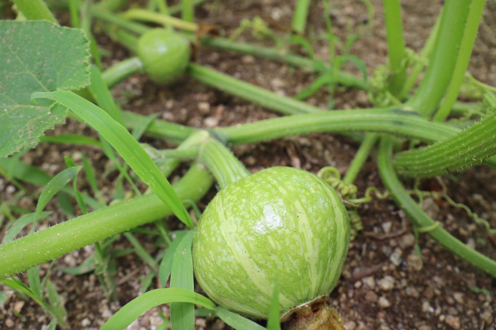 small pumpkin before it grows