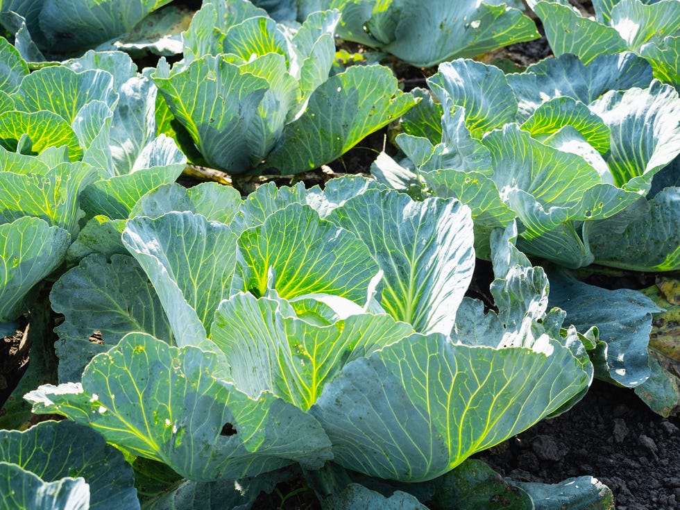 Close-up of white cabbage grown on an organic farm on a sunny summer day