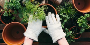 hands in gardening gloves potting plant