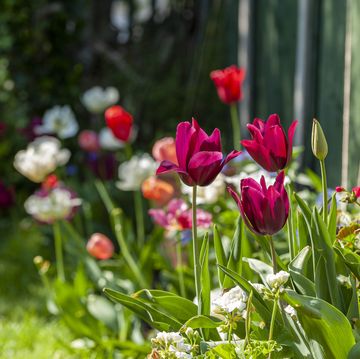 tulips in spring garden