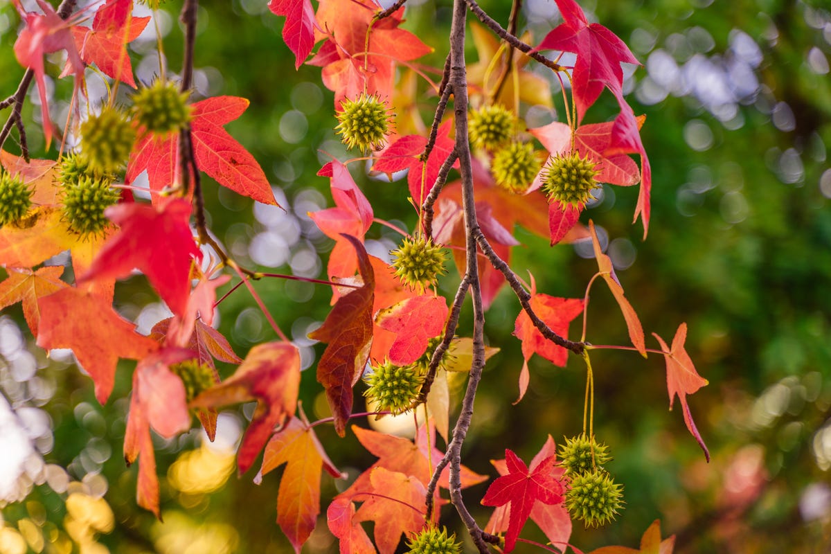 Your gardening to-do list for November