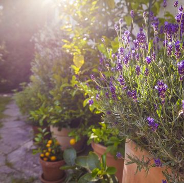 potted plants in front of house, lavenderpotted plants in front of house, lavender