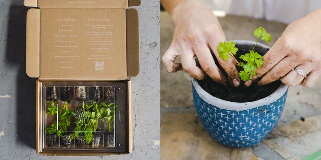 9 Best Gardening Subscription Boxes 2023