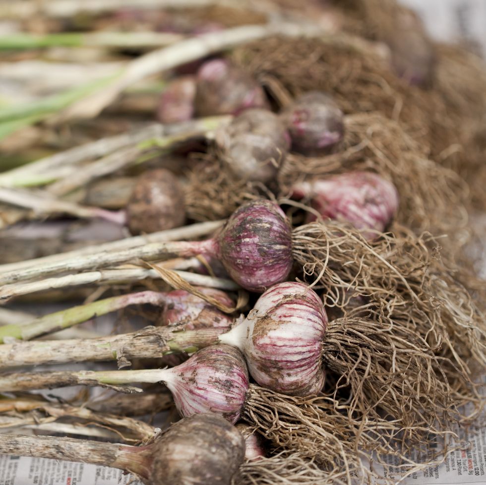 what to grown in november garlic bulbs