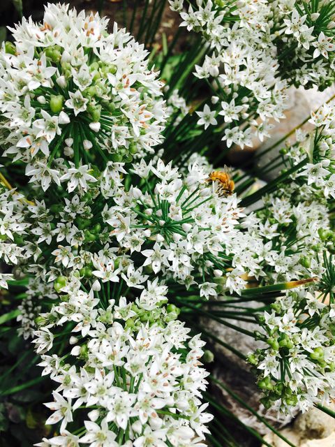 garlic chive in flower with honey bee