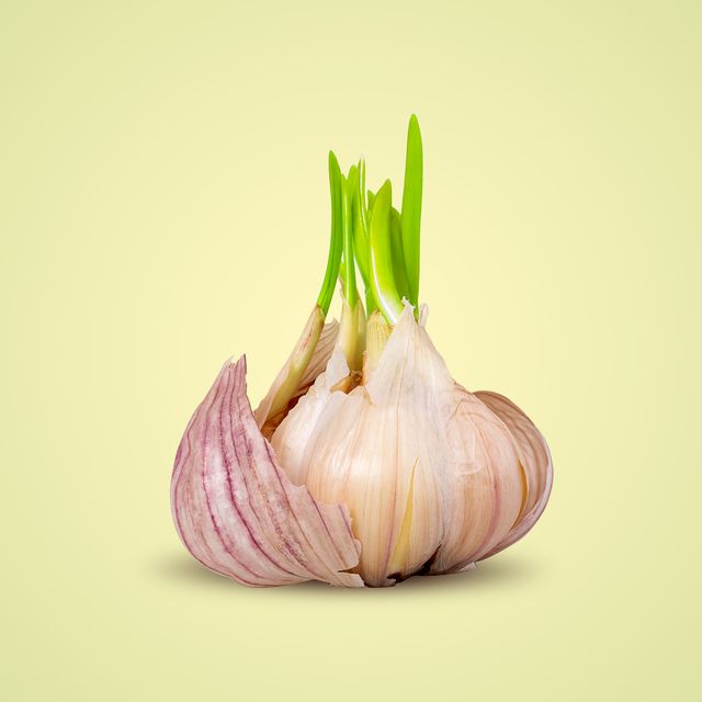 Fresh Garlic (bulb & stalk) / Priced per bunch of 3 | naturesgarlicfarm