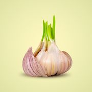 garlic sprouted on light background close up