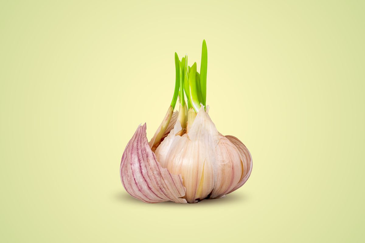 garlic sprouted on light background close up