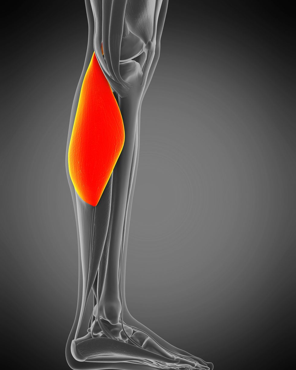 gastrocnemius muscle, illustration