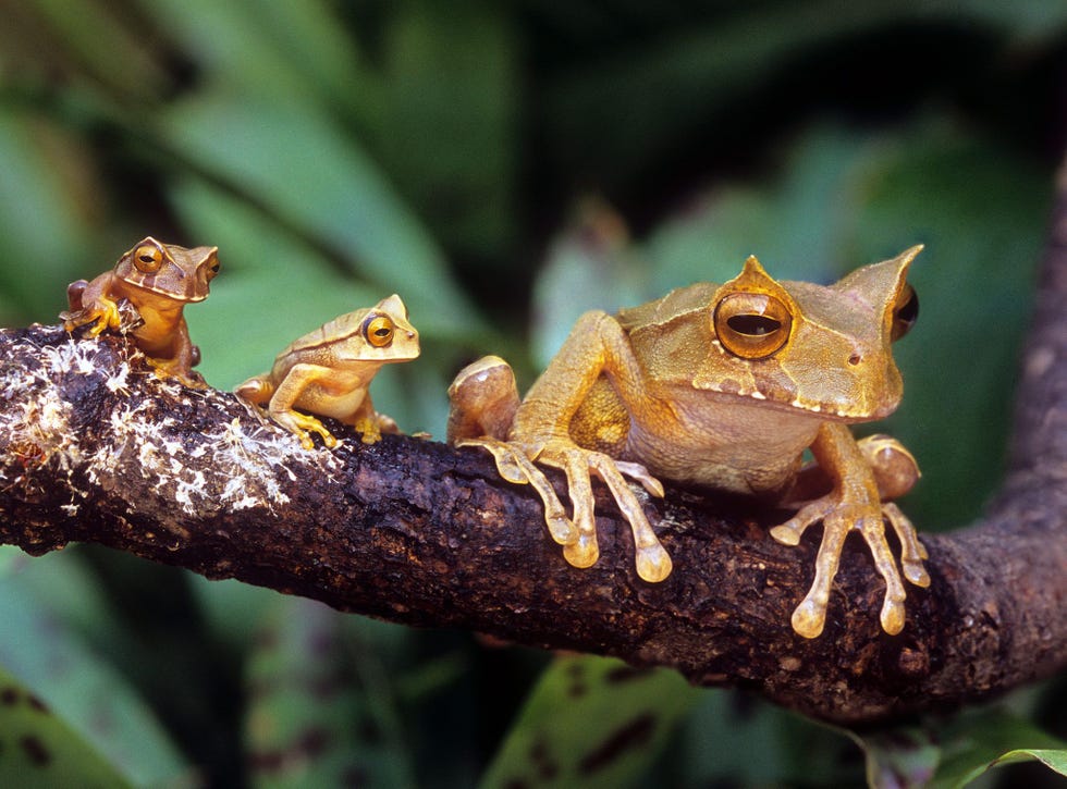 Hoewel deze gehoornde buidelkikkers werden gefotografeerd in de Atlanta Botanical Garden kan je hun wilde versie vinden in Ecuadors Choc Forest