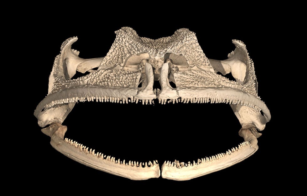 Een CTscan van de kaken en tanden van een tandboomkikker waarop deze voor het eerst echt goed te zien zijn