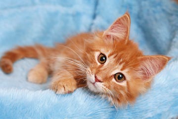 trucos para minimizar el estrés del gato en la visita al veterinario