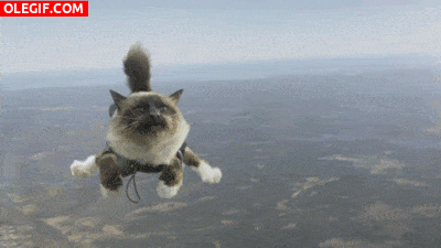 gif de un gato volando