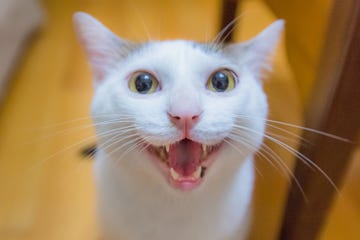 gato sonrisa