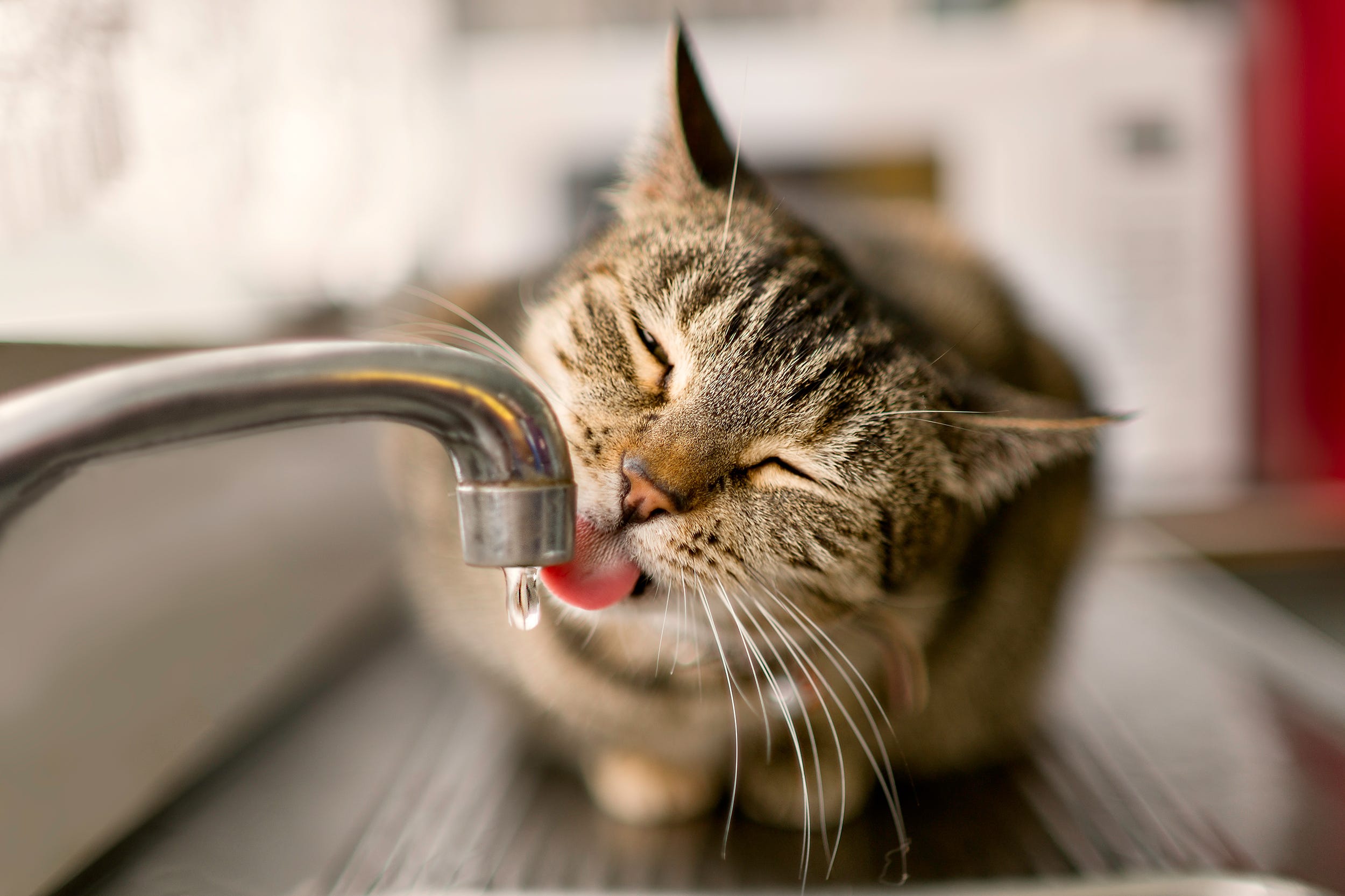 gato bebiendo agua de un grifo