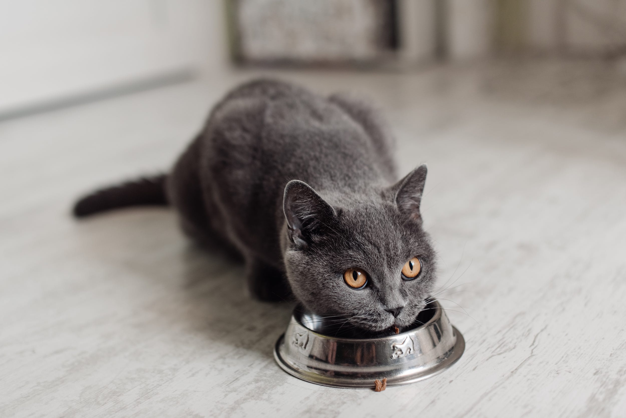 gato