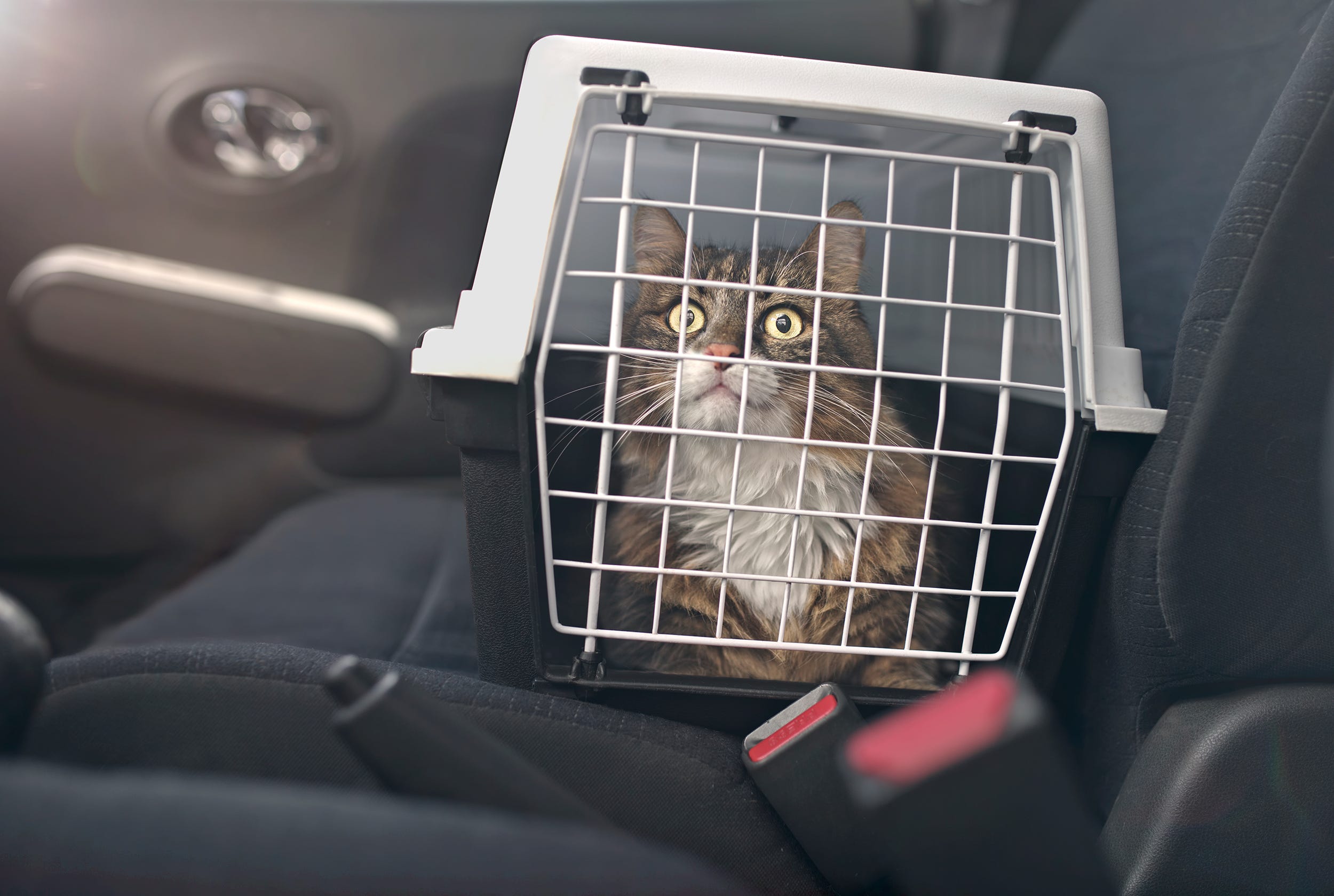 gato en transportín