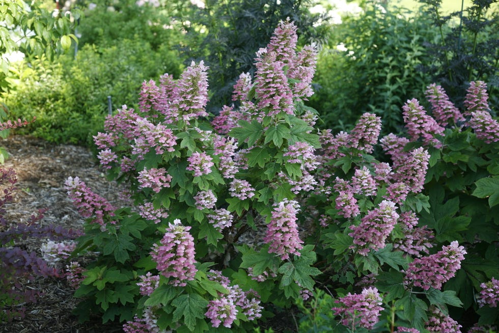 hydrangea quercifolia 'gatsby pink'