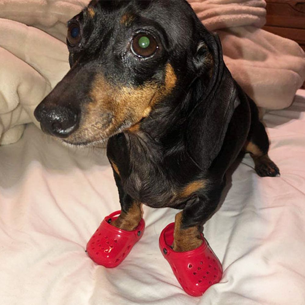 frugthave Ændringer fra Regnfuld You Can Get Your Dog a Pair of Mini Crocs to Take the Cuteness Up a Few  Levels