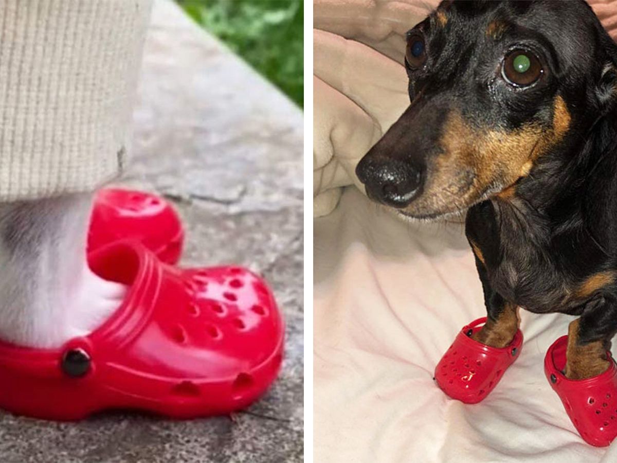 You Can Get Your Dog a Pair of Mini Crocs to Take the Cuteness Up a Few  Levels
